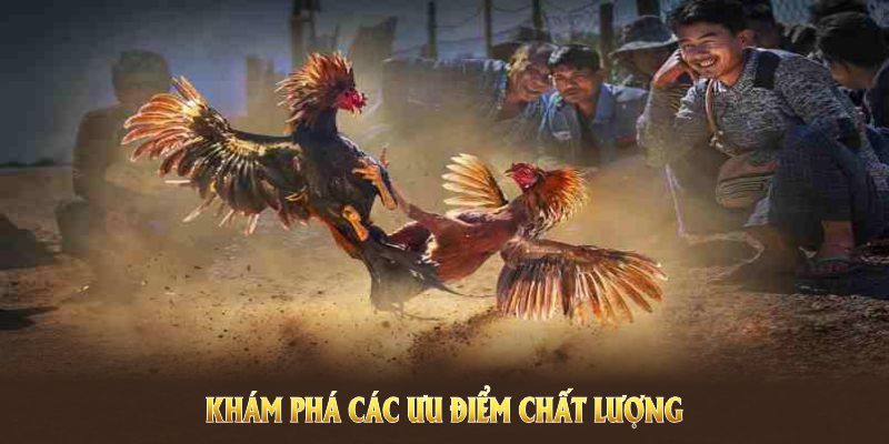 Khám phá các ưu điểm chất lượng của sảnh đá gà KO66