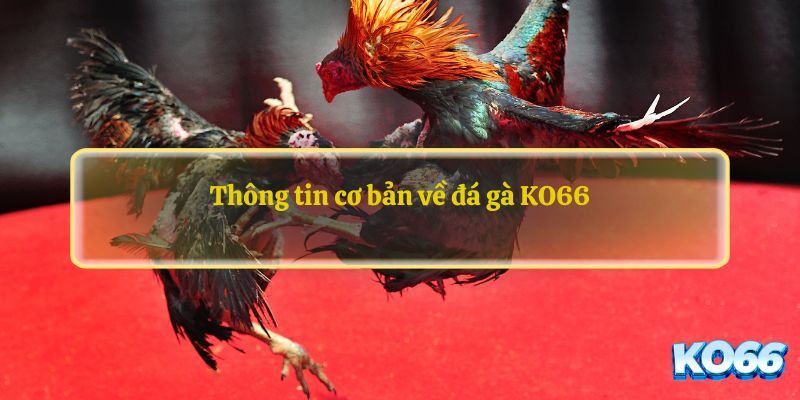 Các thông tin cơ bản về sảnh đá gà KO66