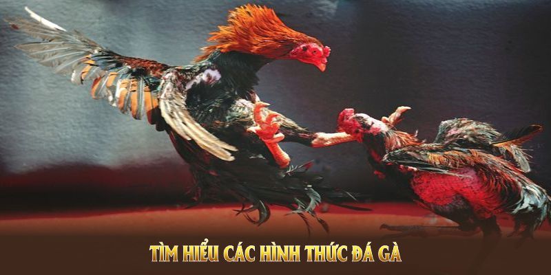 Tìm hiểu hình thức đá gà KO66 nổi bật nhất